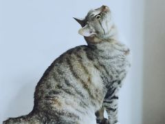 -北京恒爱动物医院(清景园分院)