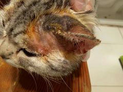 -菲丽丝宠物医院·24小时·猫科中心·免疫点(淮海分院)