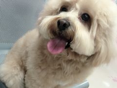 -致善宠物医院(体育路店)