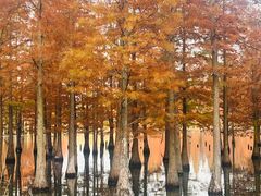 -白鹭湾湿地公园