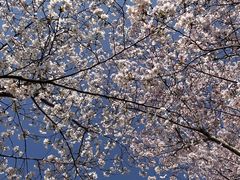 -径山花海