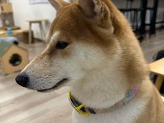 -柴迷FANS CLUB·柴犬狗咖·猫咖