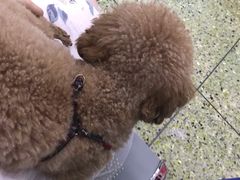 -成都民大动物医院