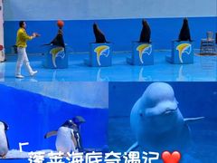 -蓬莱欧乐堡海洋极地世界