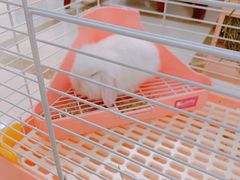 -宠物兔专门店(天丰利市场店)