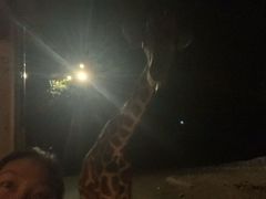 -清迈夜间动物园