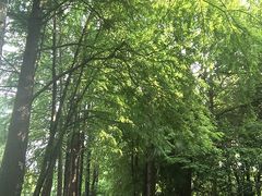 -上海滨江森林公园