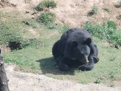 -青藏高原野生动物园