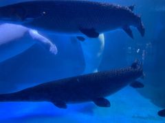 -烟台海昌鲸鲨海洋公园