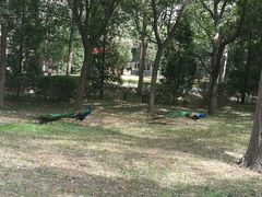 -北京麋鹿生态实验中心