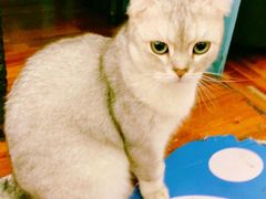 -猫小院猫主题咖啡厅(北锣店)