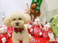 -BABYDOG宝贝狗宠物乐园(欧洲城店)