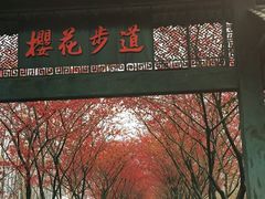 -合肥滨湖国家森林公园