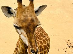 -西霞口神雕山野生动物世界