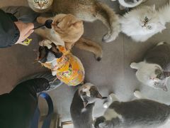 -飞行喵MR PILOT|猫舍·猫咖(静安大融城店)