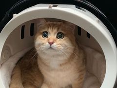 -momokira米努特·德文卷毛猫·棉花面纱犬