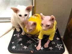 -飞行喵MR PILOT|猫舍·猫咖(静安大融城店)