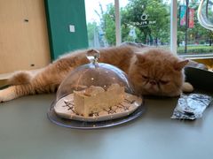 -飞行喵MR PILOT|猫舍·猫咖(静安大融城店)