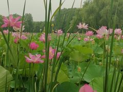 -东郊湿地公园
