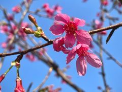 -莲花山公园