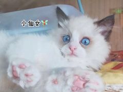 -猫的茶·猫咖