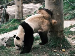 -卧龙中华大熊猫苑神树坪基地