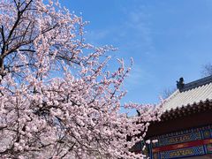 -桃花堤公园