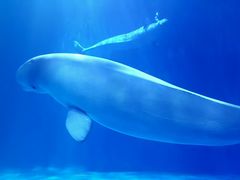 -多彩贵州城极地海洋世界