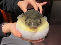 -肆月河豚·淮扬菜·湘菜(华天店)