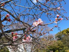 -鹤冈八幡宫