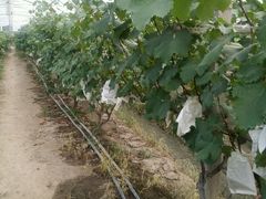 -马陆小张葡萄园农家乐