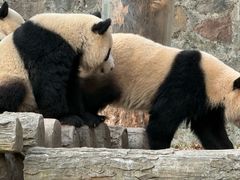-都江堰中华大熊猫苑
