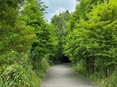 -溱湖国家湿地公园