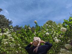 -铁山坪森林公园