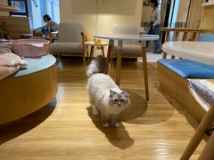 -滚猫咖啡·猫咖·猫友好撸猫(未来城店)