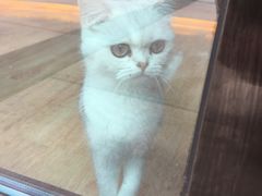 -momokira米努特·德文卷毛猫·棉花面纱犬