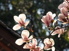 -成都杜甫草堂博物馆