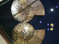 -青岛贝壳博物馆