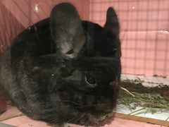 -藦茜花园宠物主题亲子互动体验馆(国顺东路店)