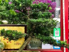 -万商花鸟市场
