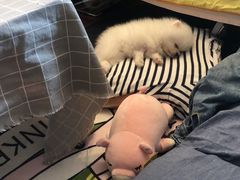 -瑞派·关忠动物医院·异宠专科·犬猫肿瘤·皮肤专科(望京店)