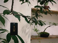 -植觉