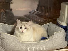 -瑞派康怡24h宠物医院·犬猫医疗中心·微创绝育(瑞景分院)