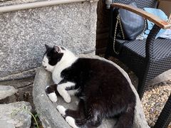 -喵屿·大理花园猫咖