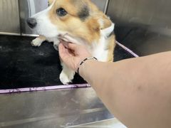 -美联众合动物医院·24h转诊中心