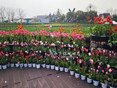 -荷兰花海