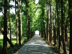 -上海滨江森林公园