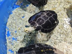 -顺德南宏海立方海洋公园