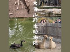 -大青山野生动物园