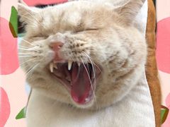 -喜多萌中农锦绣动物医院24H·猫科·牙科MRI·CT
